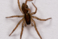 La Lycose tarentuline ou Tarentule radie ou Fausse tarentule ou encore Hogna raye. Un juvnile de la femelle des photos suivantes (Araneae - Lycosidae - Hogna radiata)